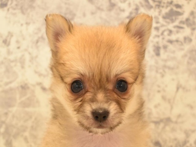 神奈川県のハーフ犬 (ペッツワン三浦店/2024年3月10日生まれ/女の子/レッド)の子犬
